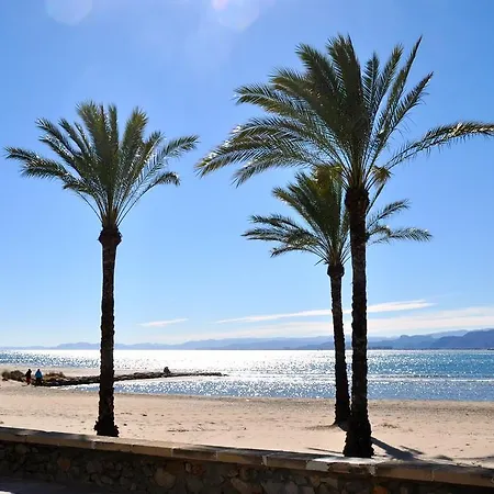 Palm Tree